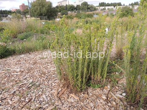 tarweed, cluster